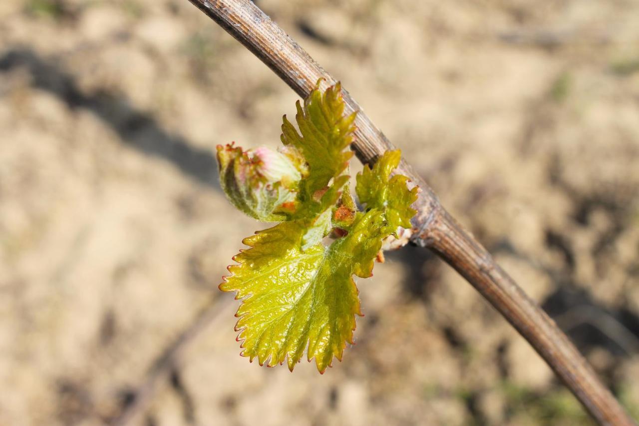 Domaine Joseph Lafarge Wine Resort Oeno-Tonneaux Experience Lugny ภายนอก รูปภาพ