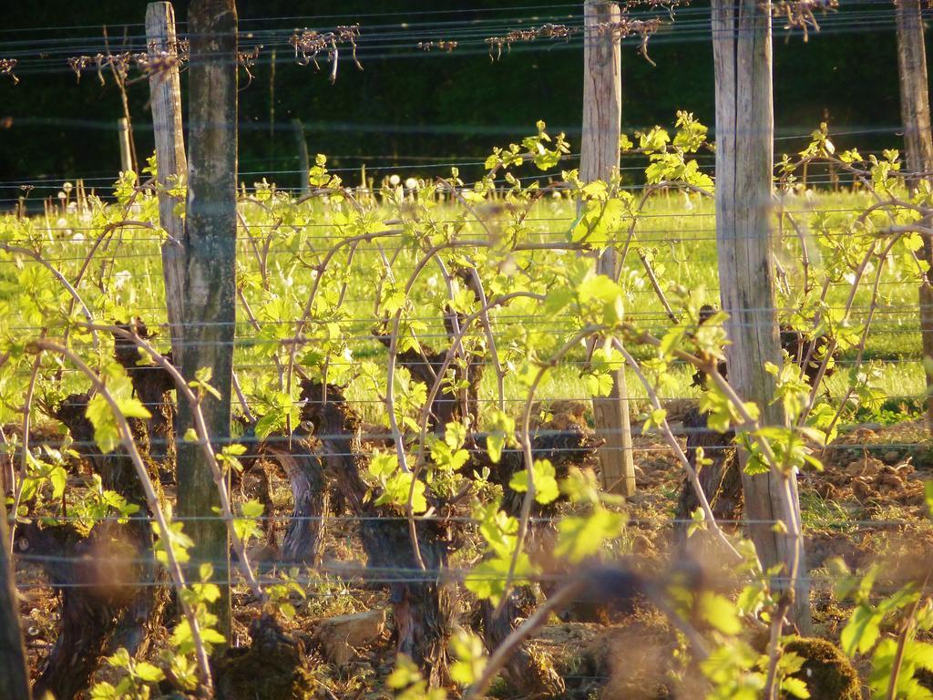 Domaine Joseph Lafarge Wine Resort Oeno-Tonneaux Experience Lugny ภายนอก รูปภาพ