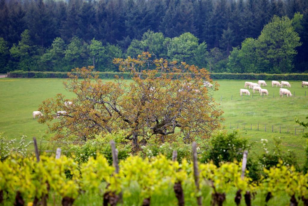 Domaine Joseph Lafarge Wine Resort Oeno-Tonneaux Experience Lugny ภายนอก รูปภาพ